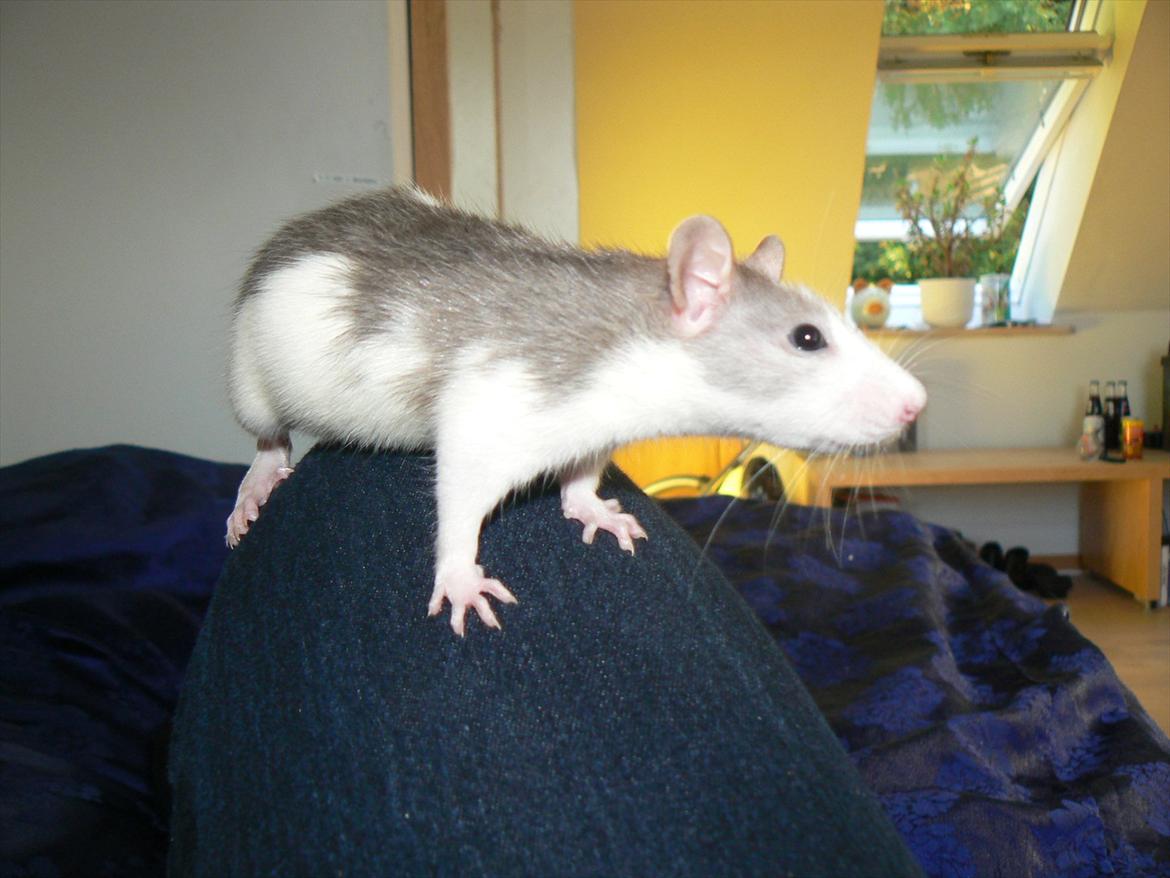 Tamrotte Ayo billede 11