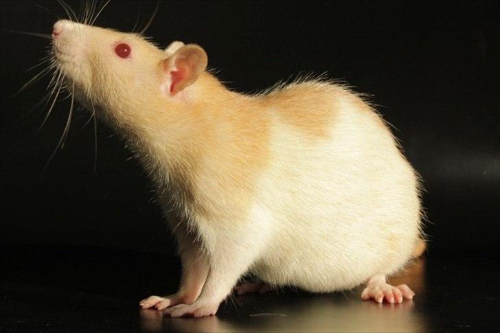 Tamrotte Artesia's Rikku billede 1