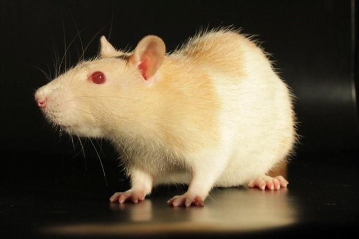 Tamrotte Artesia's Rikku billede 16