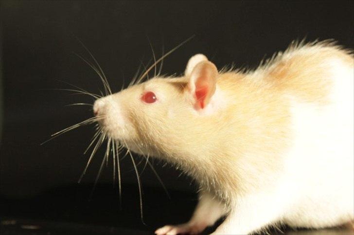 Tamrotte Artesia's Rikku billede 17