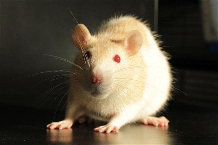 Tamrotte Artesia's Rikku billede 18