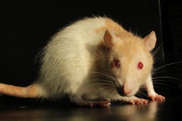 Tamrotte Artesia's Rikku billede 19