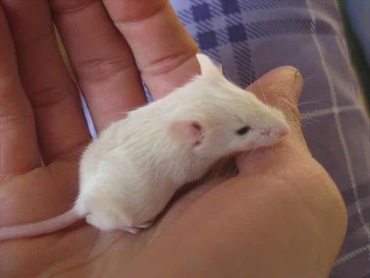 Mus VM's "KevJumba" R.I.P. - KevJumba, 3 uger billede 17