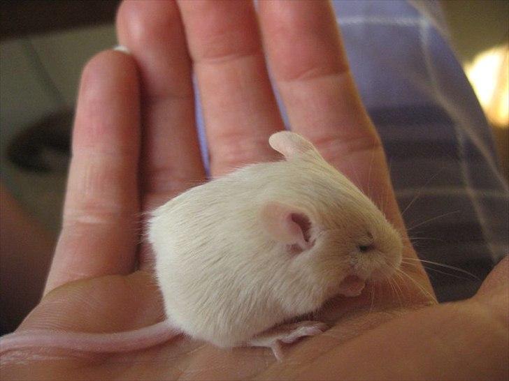 Mus VM's "KevJumba" R.I.P. - KevJumba, 3 uger billede 18