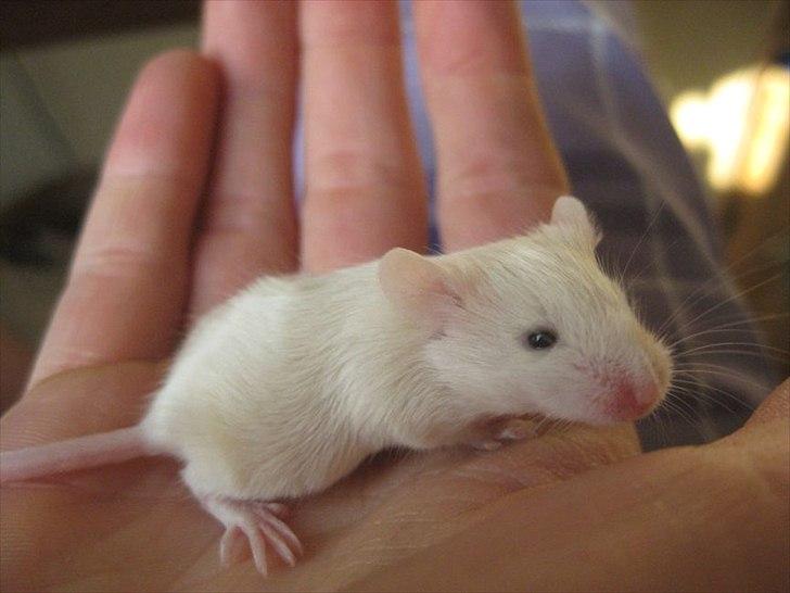 Mus VM's "KevJumba" R.I.P. - KevJumba, 3 uger billede 16