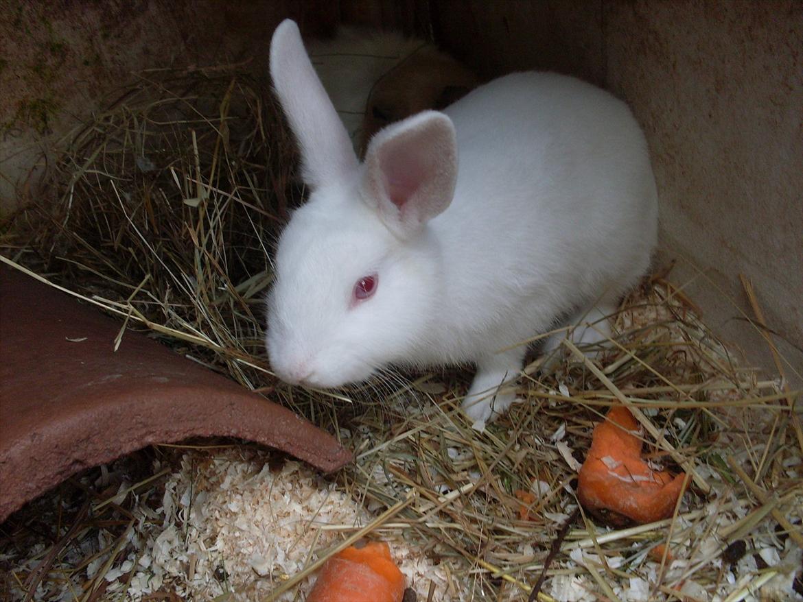 Kanin Mulle<3 billede 2