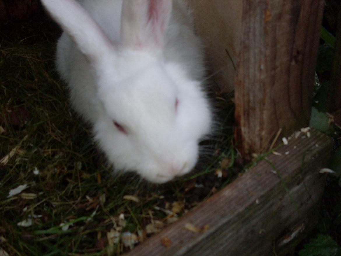 Kanin Mulle<3 billede 3