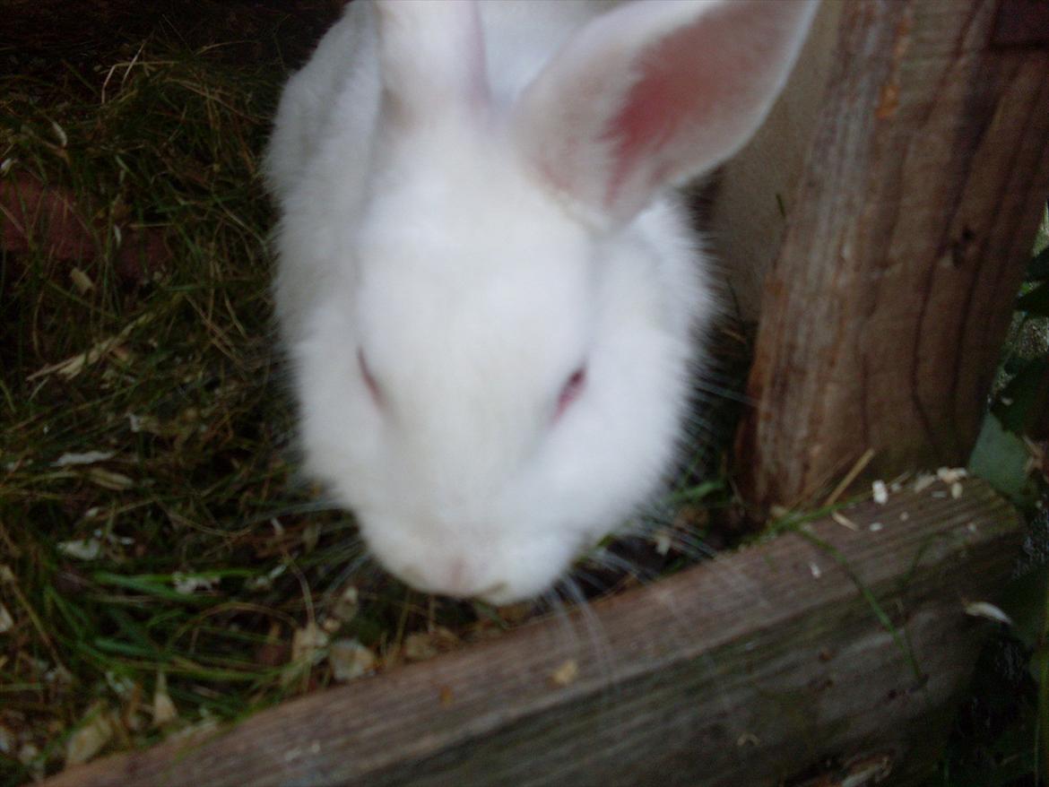 Kanin Mulle<3 billede 5