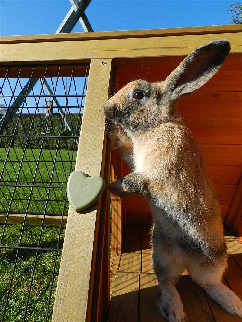 Kanin Anijo´s Silke - Silke skal lige kigge ud :D billede 7