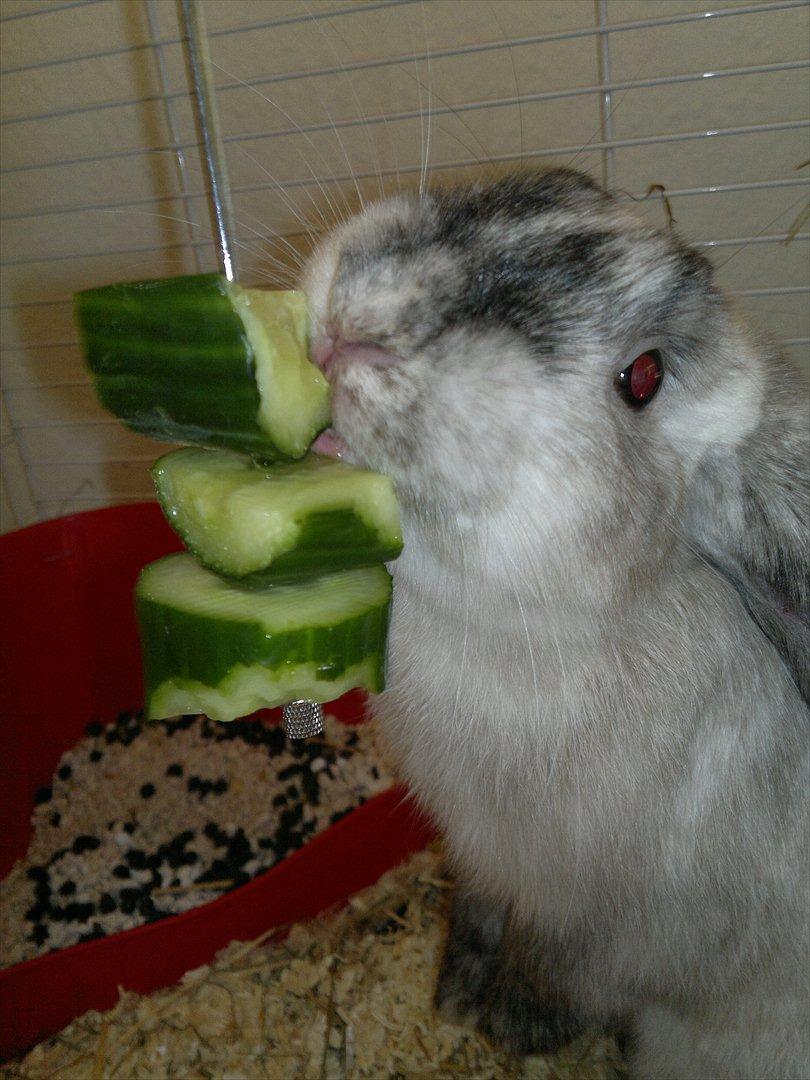 Kanin Nikki - Min basse - Nikki elsker virkelig agurk, men får det ikke så ofte.  billede 1