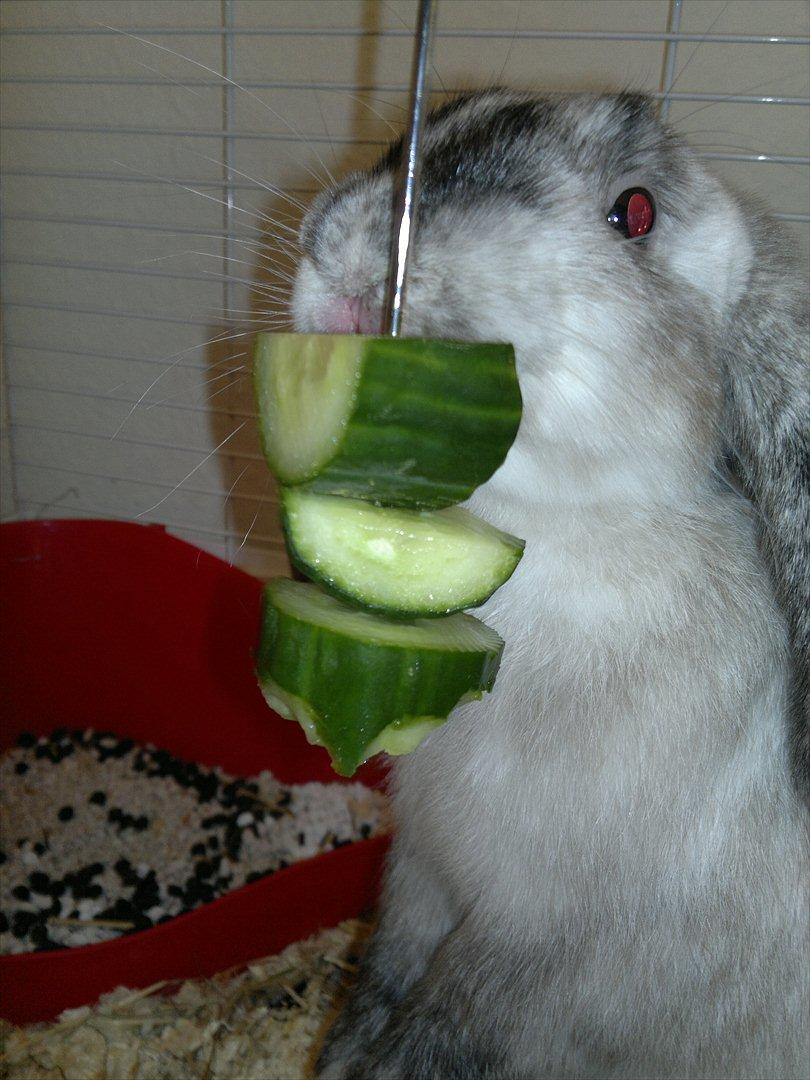 Kanin Nikki billede 17