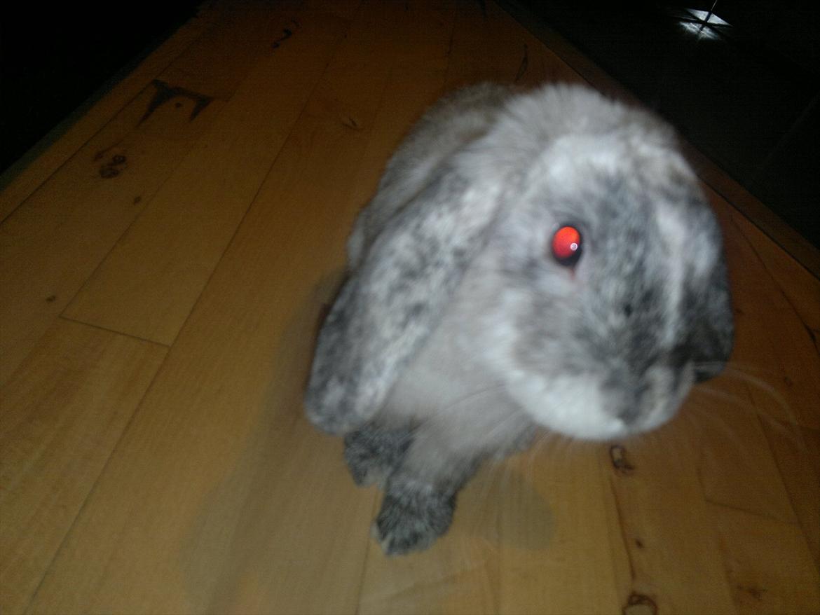 Kanin Nikki billede 18
