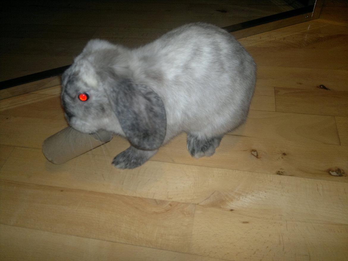 Kanin Nikki billede 19