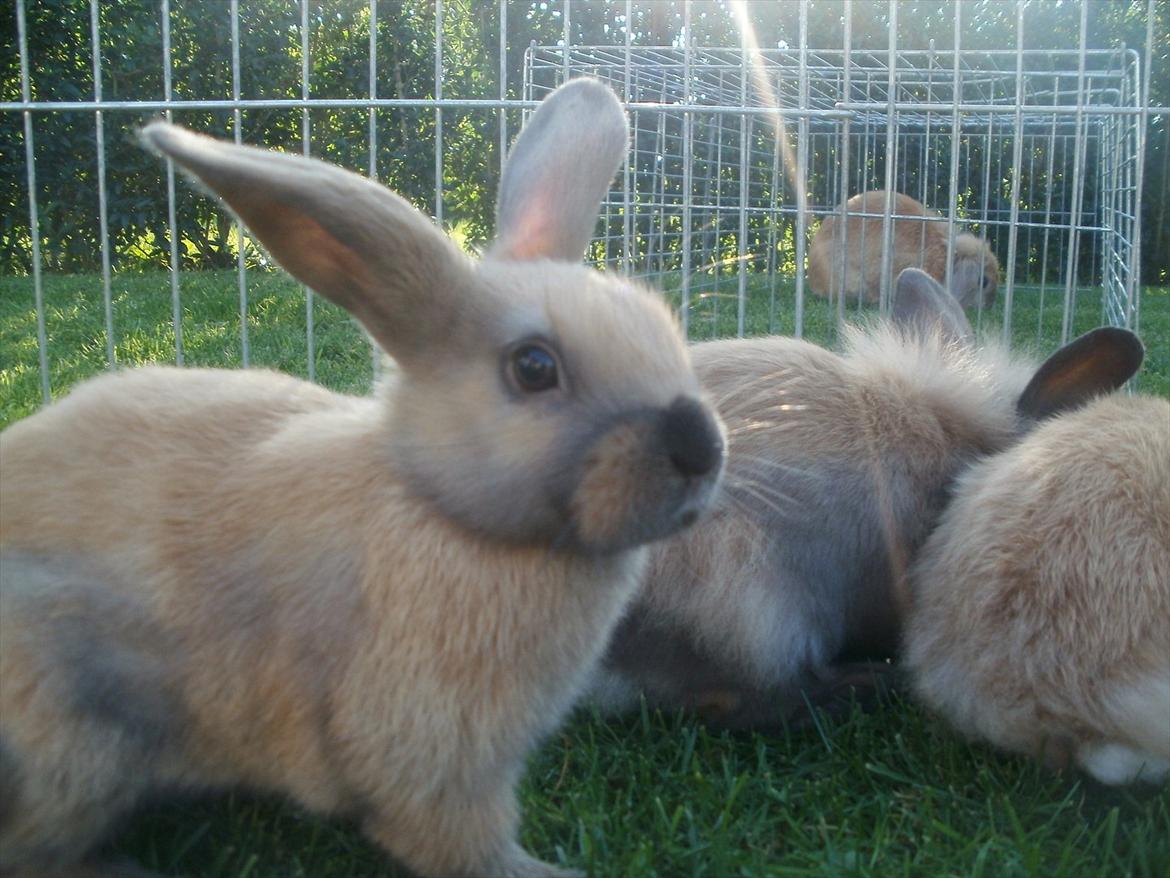 Kanin Hopnin's Tequila billede 2