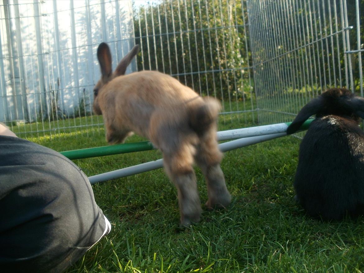 Kanin Hopnin's Tequila billede 3