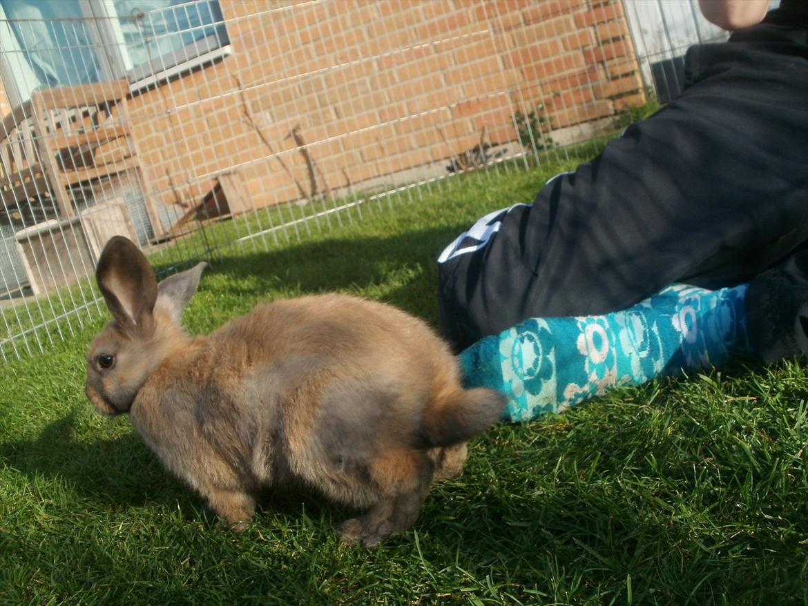 Kanin Hopnin's Tequila billede 4