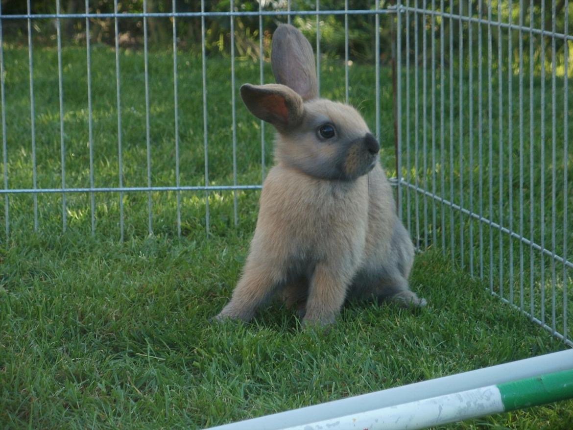 Kanin Hopnin's Tequila billede 5