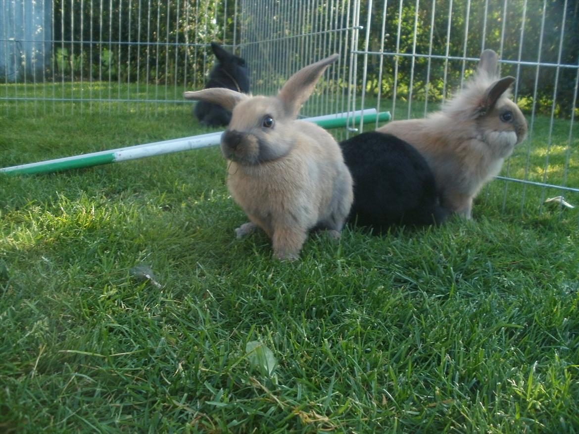 Kanin Hopnin's Tequila billede 6