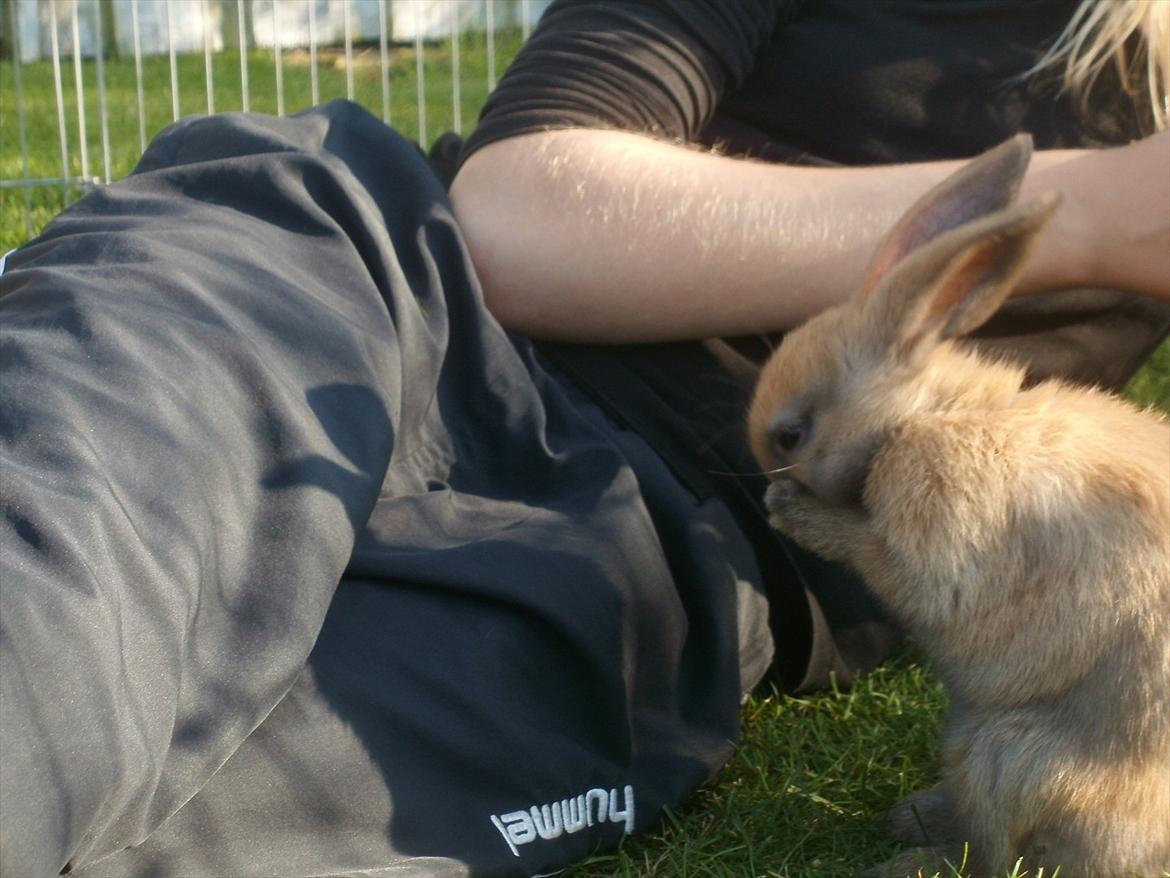 Kanin Hopnin's Tequila billede 7