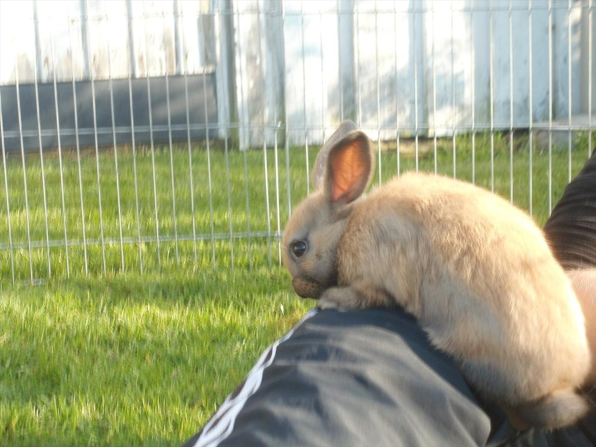 Kanin Hopnin's Tequila billede 8