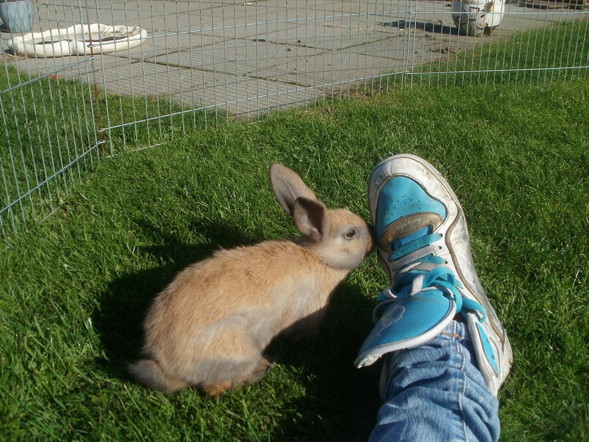 Kanin Hopnin's Tequila billede 9