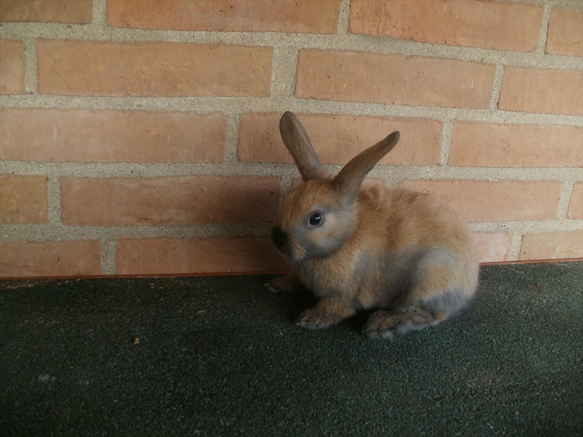 Kanin Hopnin's Tequila billede 10