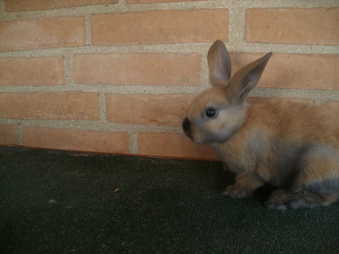 Kanin Hopnin's Tequila billede 11