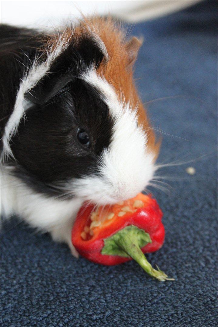 Marsvin Romeo billede 6