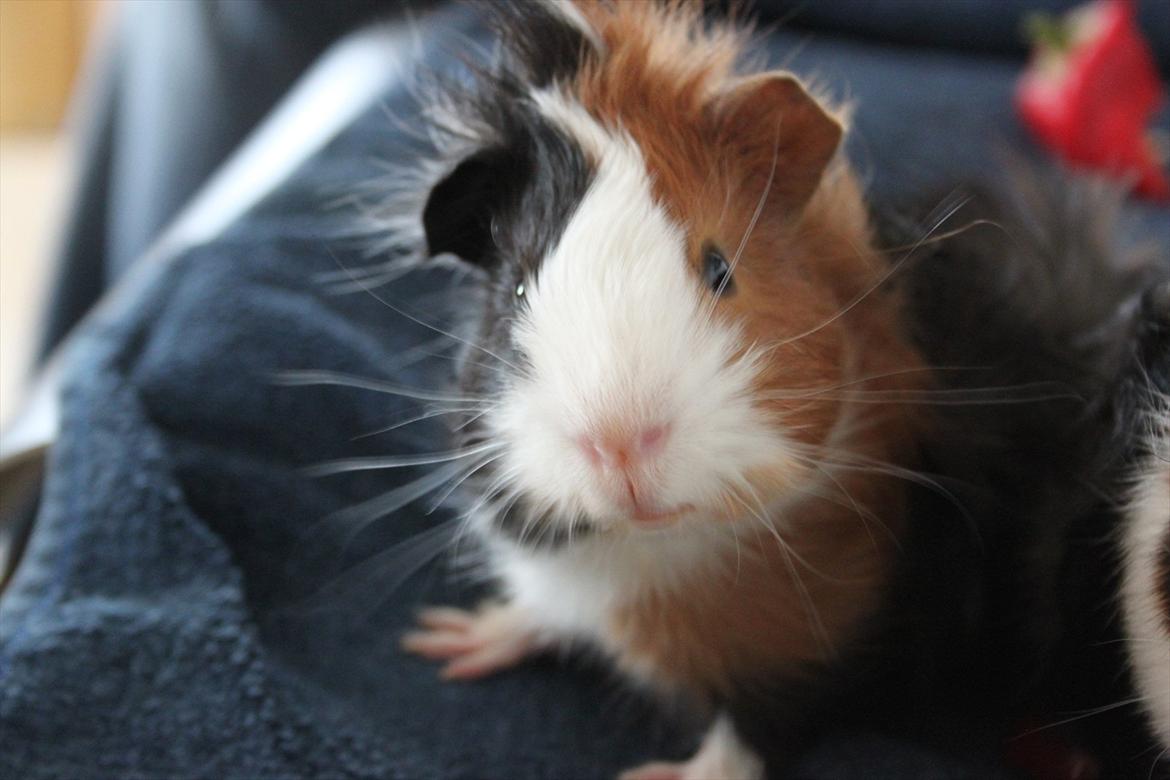 Marsvin Romeo billede 7