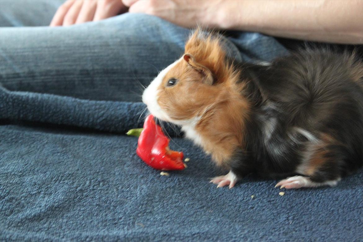 Marsvin Romeo billede 8