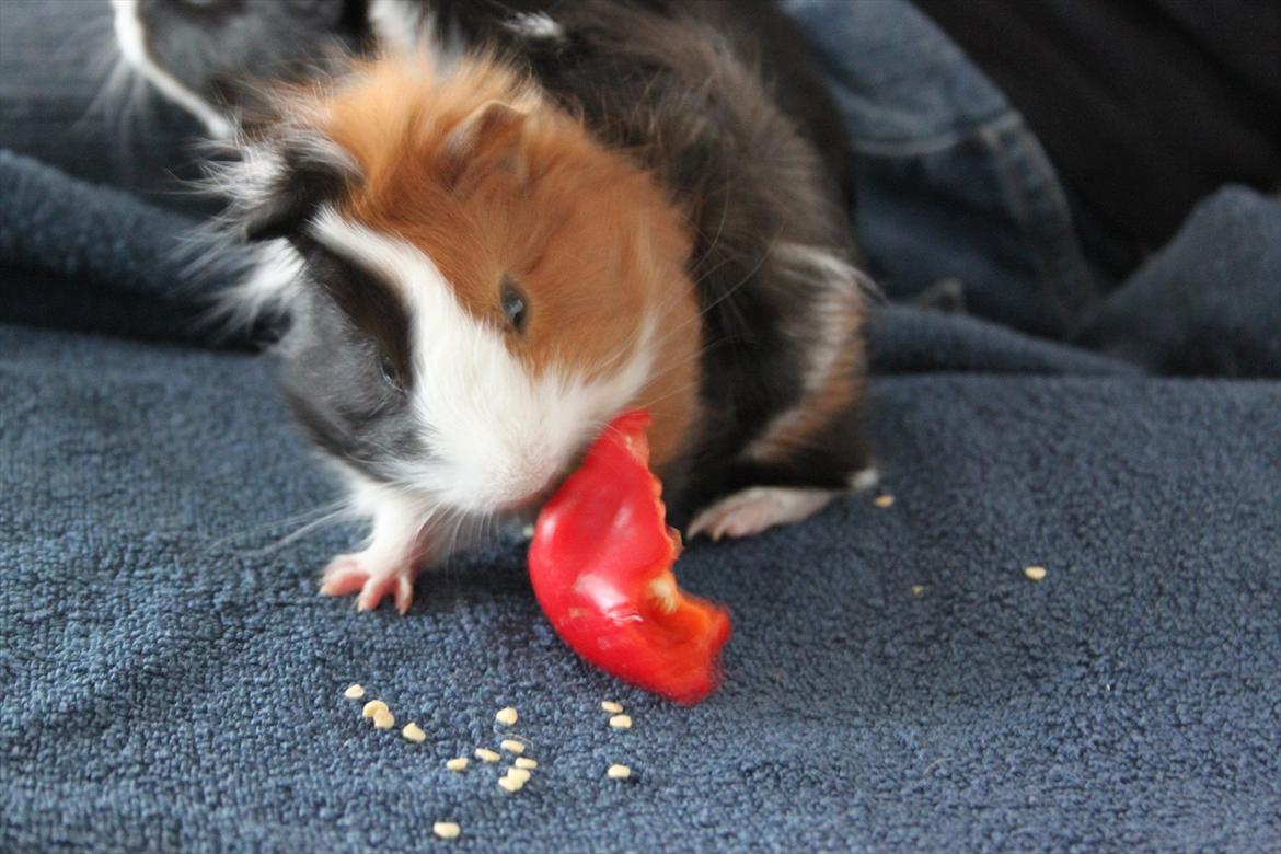 Marsvin Romeo billede 10