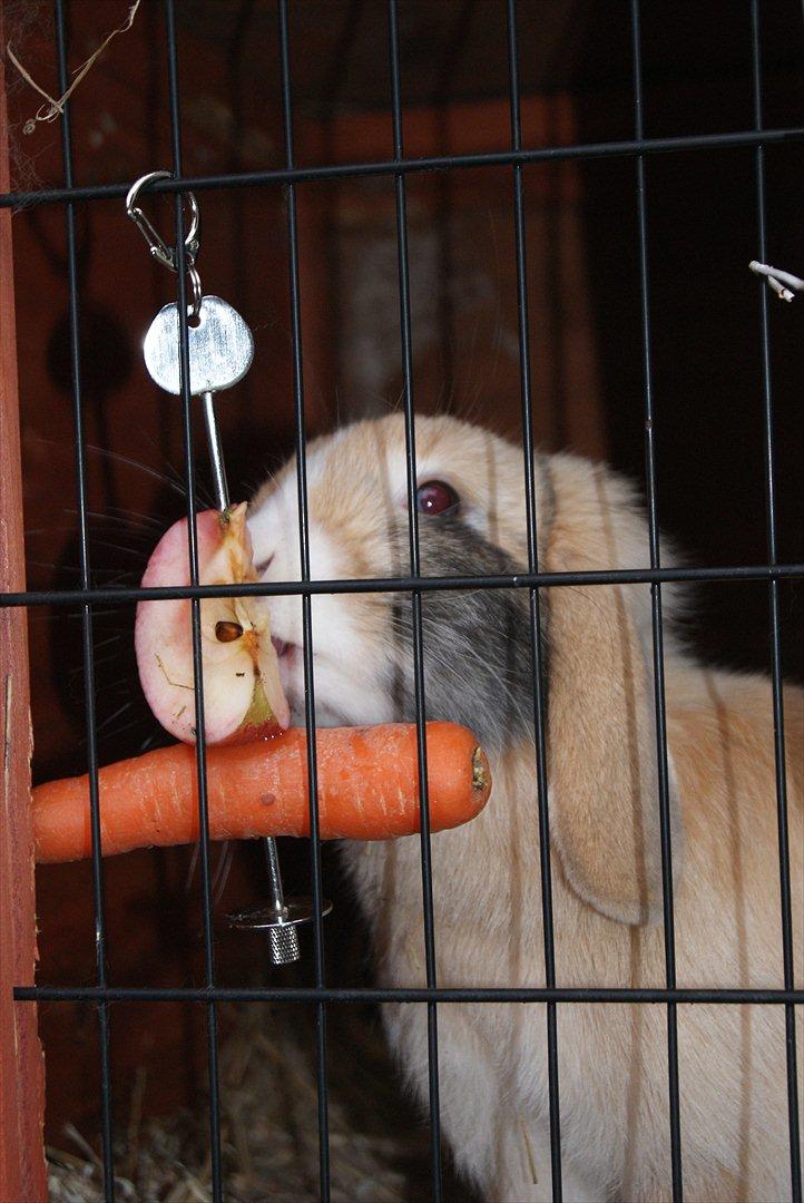 Kanin |DV| Aras´ Piccoli - Rawww...  billede 17