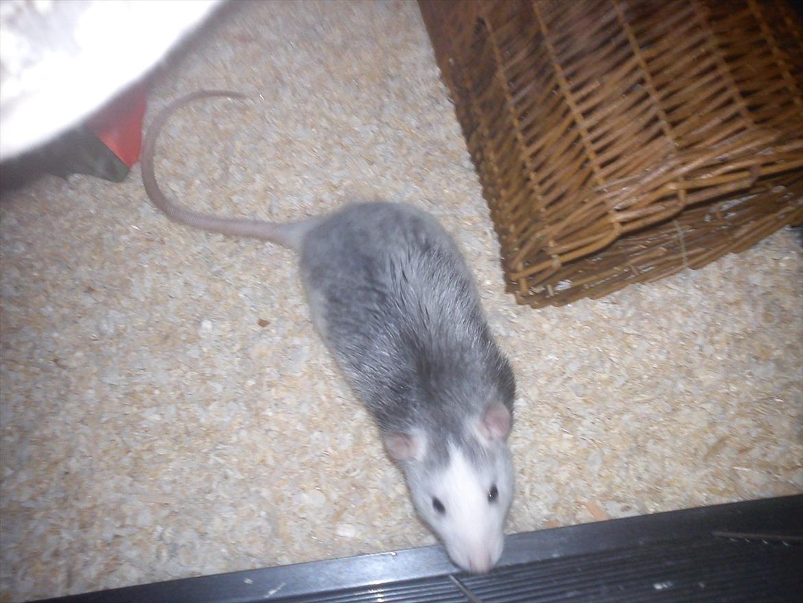 Tamrotte Bob - Bob <3 billede 1