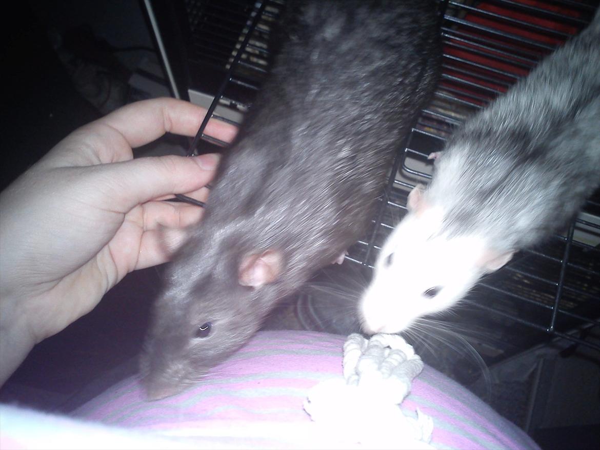 Tamrotte Bob - Bob og Marley <3 billede 2