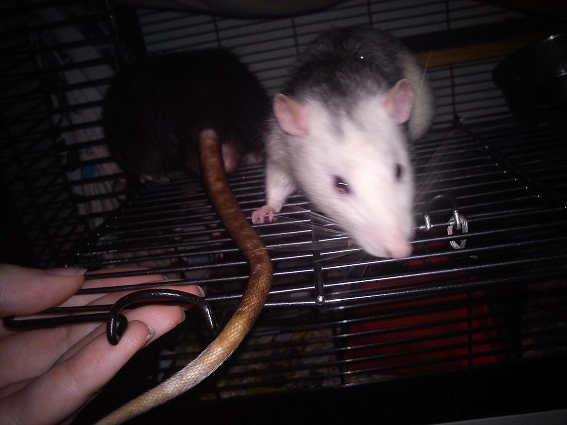 Tamrotte Bob - Bob <3 billede 3