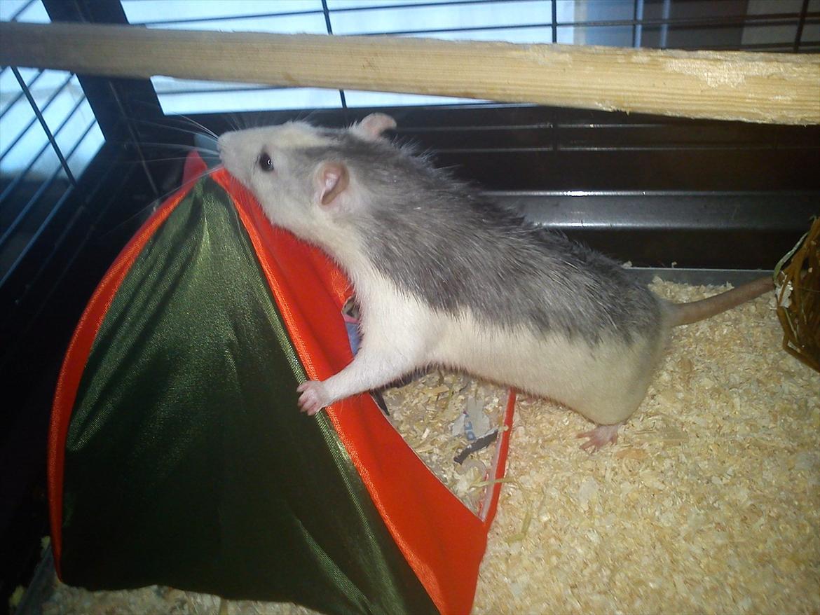 Tamrotte Bob - Hmm hvordan ser huset ud ovenpå :)? <3 billede 4