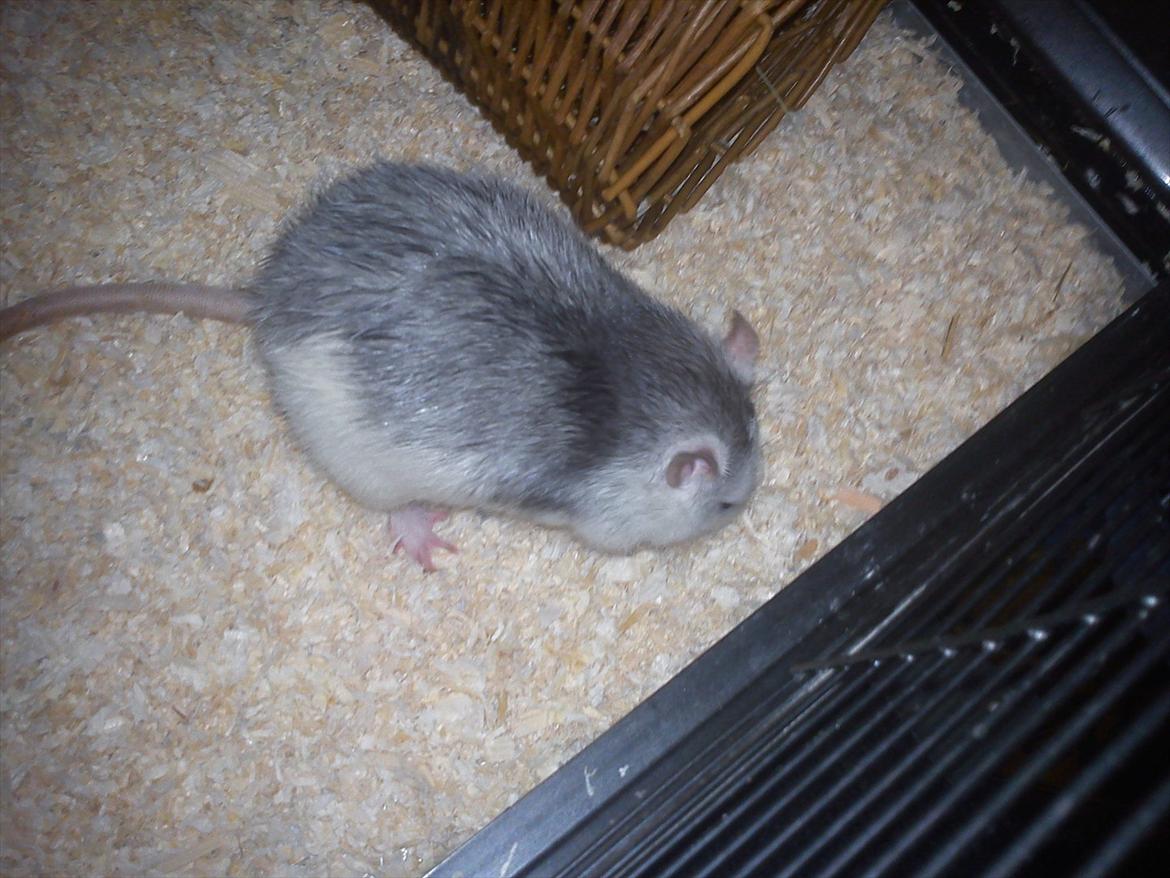 Tamrotte Bob - Bob <3 billede 5