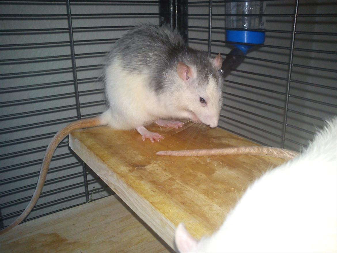 Tamrotte Bob - Bob <3 billede 6