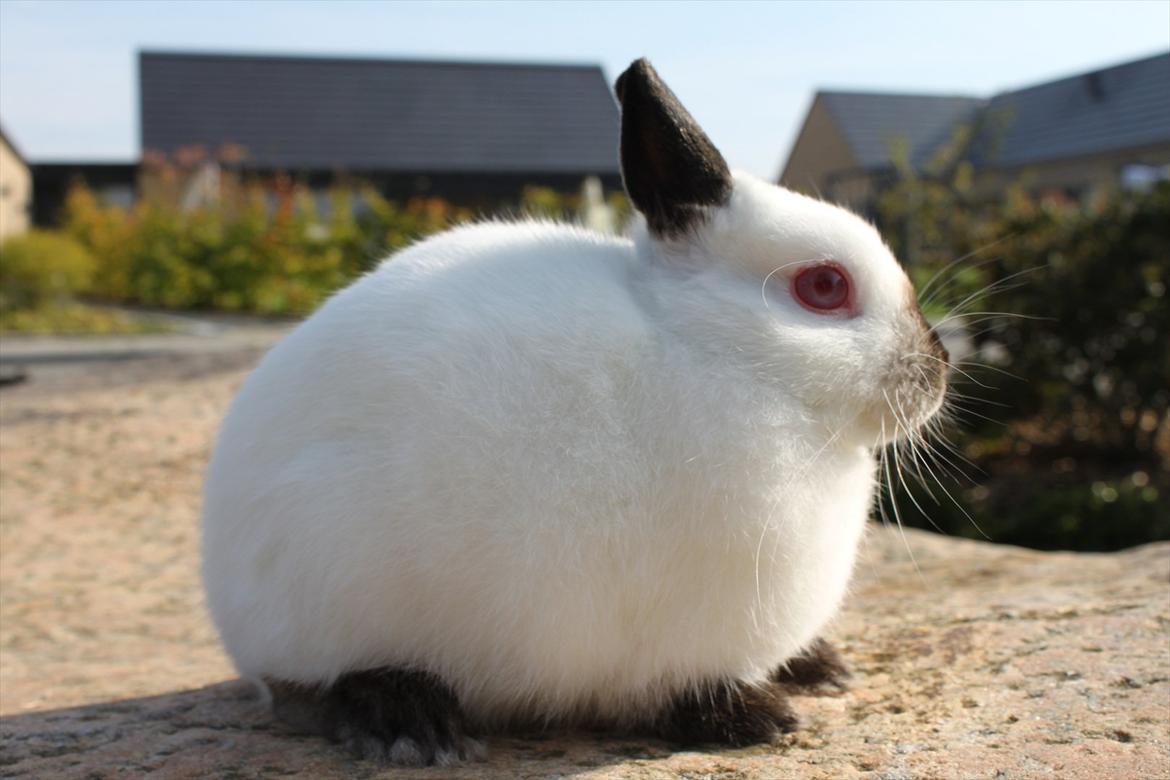 Kanin Solstråle "Hermelin" RIP billede 4