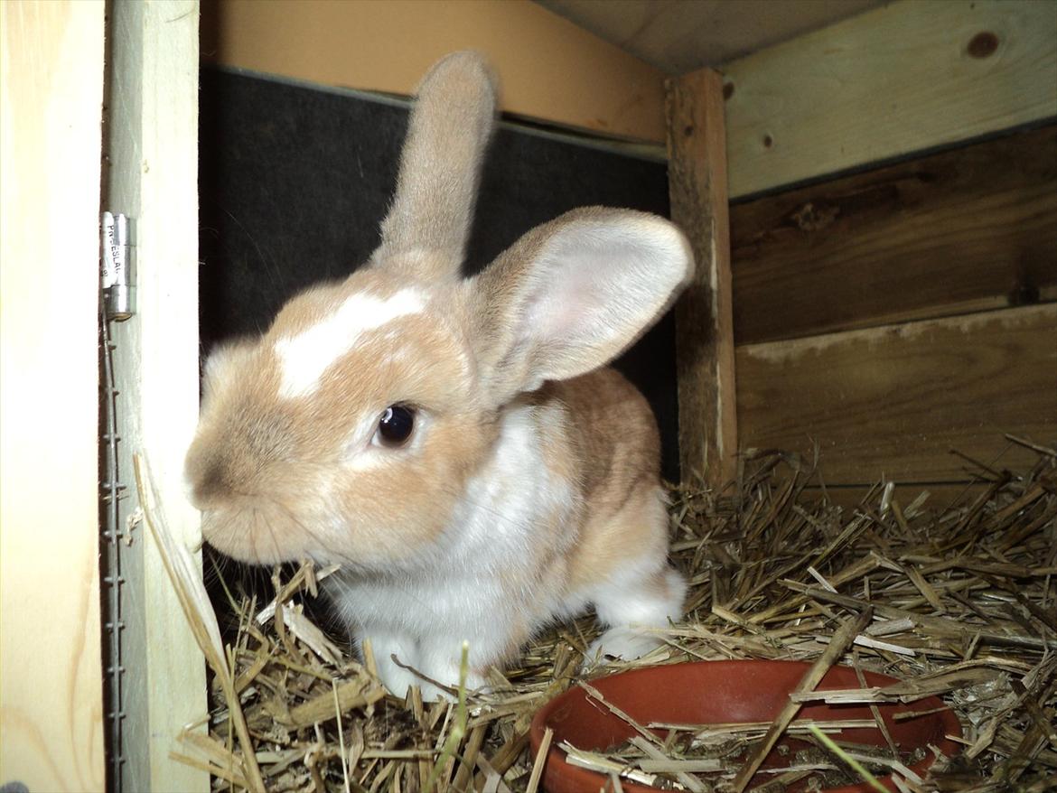 Kanin Rico billede 2