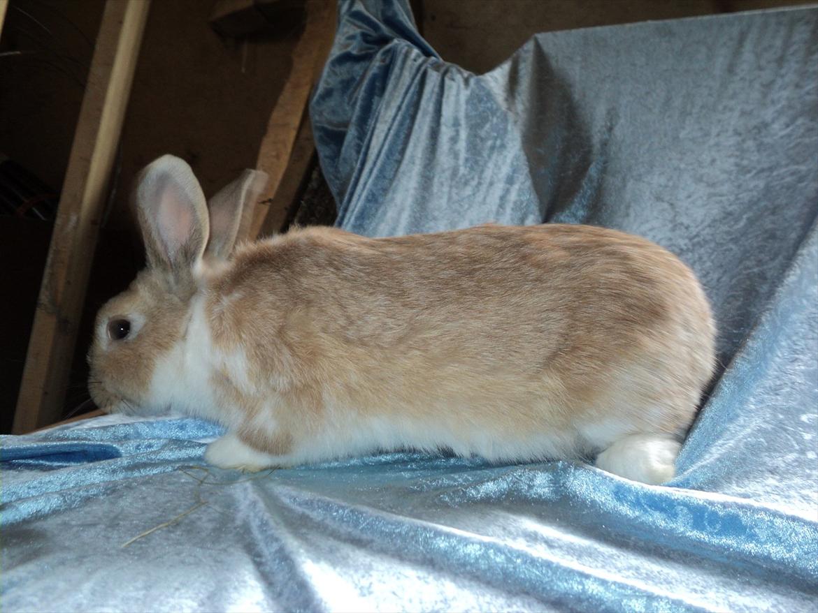 Kanin Rico billede 5