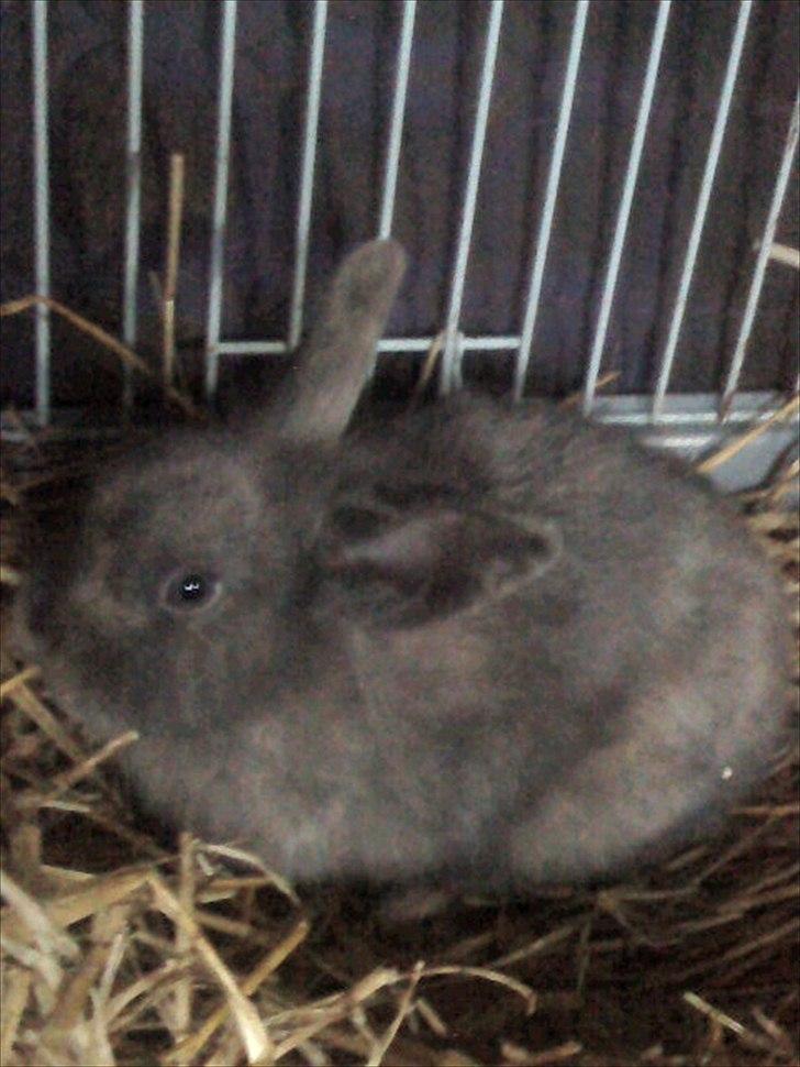 Kanin Mille min prinsesse<3(løbet væk) billede 11