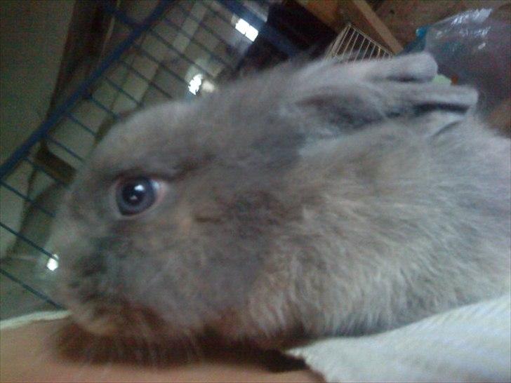 Kanin Mille min prinsesse<3(løbet væk) billede 12