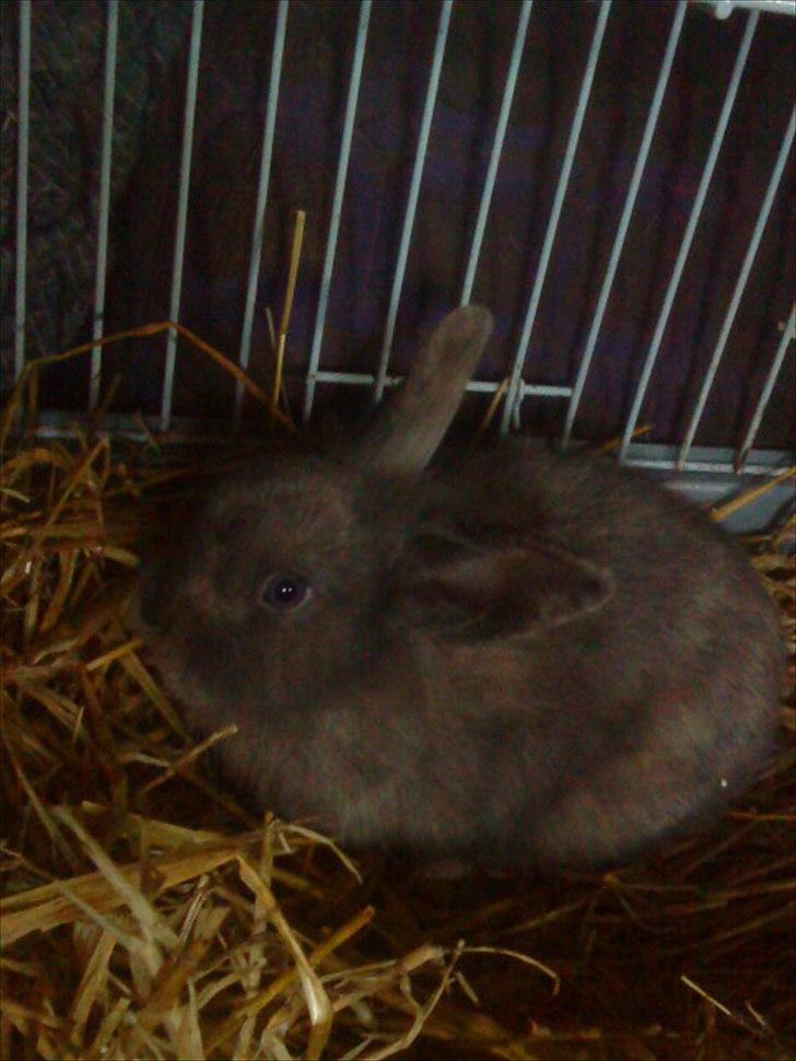 Kanin Mille min prinsesse<3(løbet væk) billede 13