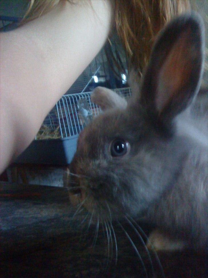 Kanin Mille min prinsesse<3(løbet væk) - Smukke:-* billede 3