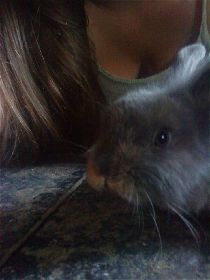 Kanin Mille min prinsesse<3(løbet væk) billede 16