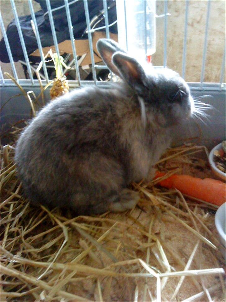 Kanin Mille min prinsesse<3(løbet væk) billede 10