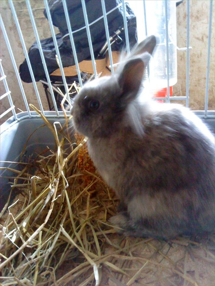 Kanin Mille min prinsesse<3(løbet væk) - velkommen til Mille's profil:-D<3 billede 1