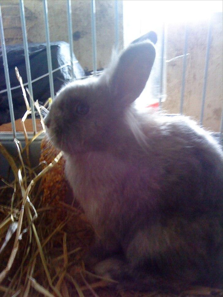 Kanin Mille min prinsesse<3(løbet væk) billede 5