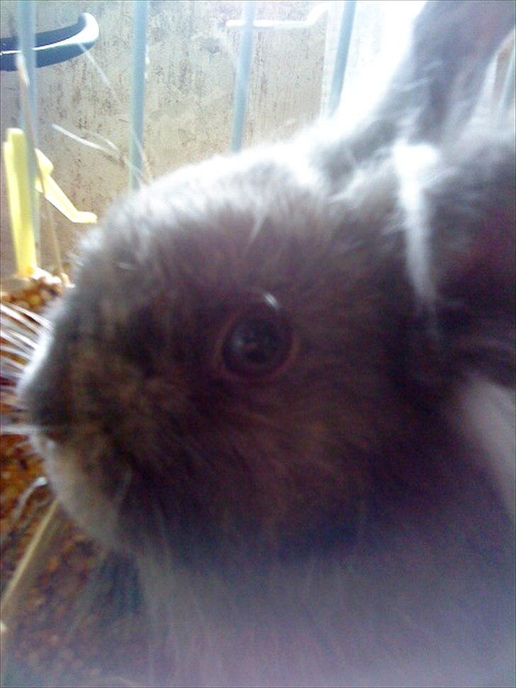 Kanin Mille min prinsesse<3(løbet væk) billede 17